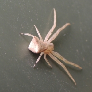 Sidymella trapezia at Conder, ACT - 2 Apr 2023