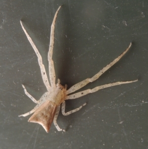 Sidymella trapezia at Conder, ACT - 2 Apr 2023