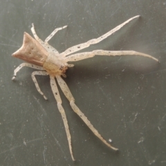 Sidymella trapezia at Conder, ACT - 2 Apr 2023