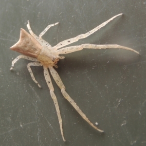 Sidymella trapezia at Conder, ACT - 2 Apr 2023