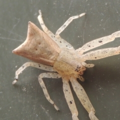 Sidymella trapezia at Conder, ACT - 2 Apr 2023