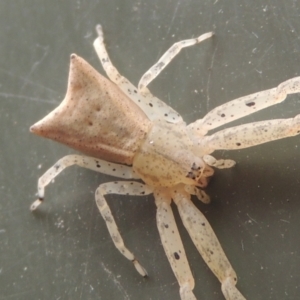 Sidymella trapezia at Conder, ACT - 2 Apr 2023