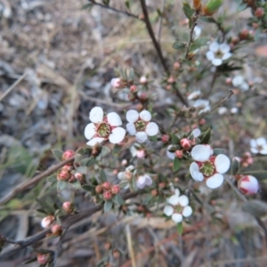 Leptospermum multicaule (Teatree) at Canberra Central, ACT by MatthewFrawley
