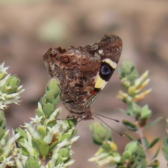 Vanessa itea (Yellow Admiral) at Black Mountain - 25 Sep 2023 by MatthewFrawley