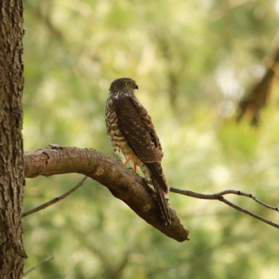 Tachyspiza cirrocephala (Collared Sparrowhawk) at Latham, ACT - 26 Sep 2023 by NathanaelC