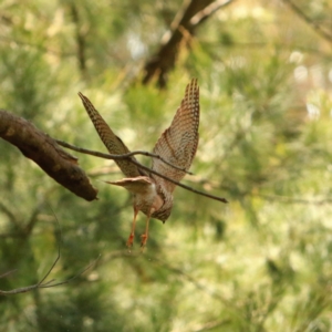 Accipiter cirrocephalus at Latham, ACT - 26 Sep 2023