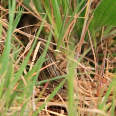 Ctenotus robustus (Robust Striped-skink) at Latham, ACT - 26 Sep 2023 by NathanaelC
