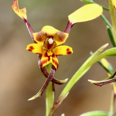 Diuris maculata at Wingecarribee Local Government Area - 26 Sep 2023 by Snowflake