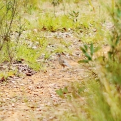 Cinclosoma punctatum (Spotted Quail-thrush) at Medway - 26 Sep 2023 by Snowflake