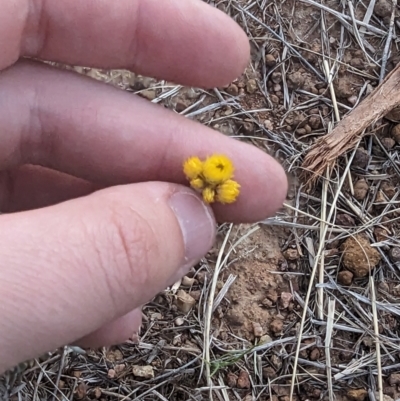 Chrysocephalum apiculatum (Common Everlasting) at Florey, ACT - 25 Sep 2023 by rbannister