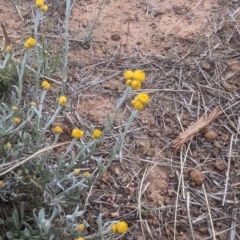 Chrysocephalum apiculatum at Florey, ACT - 25 Sep 2023 05:51 PM