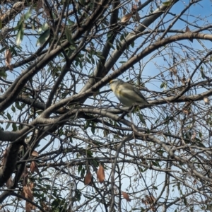 Pardalotus striatus at Phillip, ACT - 29 Aug 2023 12:43 PM