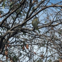 Pardalotus striatus at Phillip, ACT - 29 Aug 2023 12:43 PM