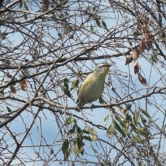 Pardalotus striatus at Phillip, ACT - 29 Aug 2023 12:43 PM