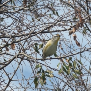 Pardalotus striatus at Phillip, ACT - 29 Aug 2023 12:43 PM