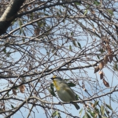 Pardalotus striatus at Phillip, ACT - 29 Aug 2023 12:43 PM