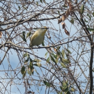 Pardalotus striatus at Phillip, ACT - 29 Aug 2023 12:43 PM