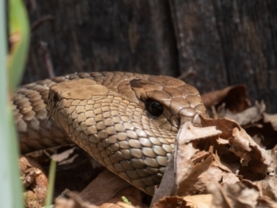 Pseudonaja textilis (Eastern Brown Snake) at Kambah, ACT - 26 Sep 2023 by rawshorty