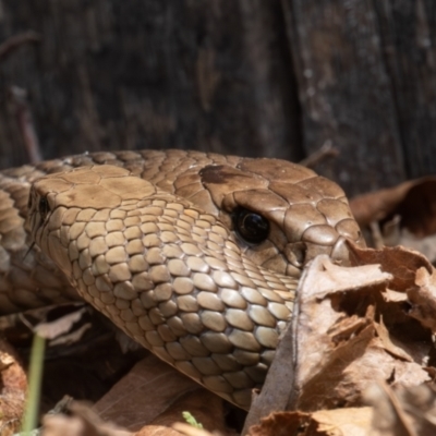 Pseudonaja textilis (Eastern Brown Snake) at Kambah, ACT - 26 Sep 2023 by rawshorty