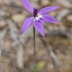 Glossodia major (Wax Lip Orchid) at Cuumbeun Nature Reserve - 26 Sep 2023 by Csteele4