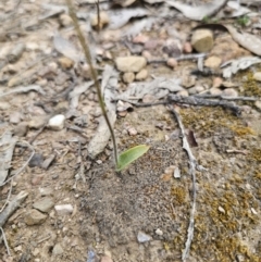 Glossodia major at Carwoola, NSW - 26 Sep 2023