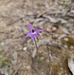 Glossodia major at Carwoola, NSW - 26 Sep 2023