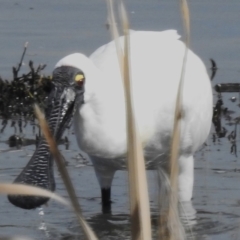 Platalea regia (Royal Spoonbill) at Jerrabomberra Wetlands - 25 Sep 2023 by JohnBundock