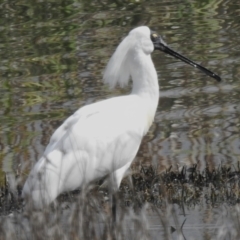 Platalea regia at Fyshwick, ACT - 26 Sep 2023