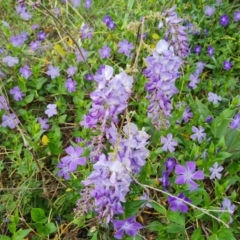 Wisteria sinensis at Jerrabomberra, ACT - 26 Sep 2023 05:22 PM