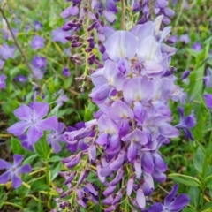 Wisteria sinensis at Jerrabomberra, ACT - 26 Sep 2023 05:22 PM