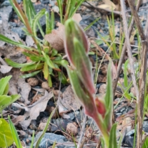 Oenothera stricta subsp. stricta at Jerrabomberra, ACT - 26 Sep 2023