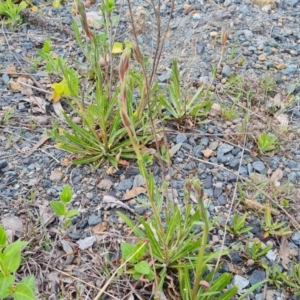 Oenothera stricta subsp. stricta at Jerrabomberra, ACT - 26 Sep 2023 05:20 PM