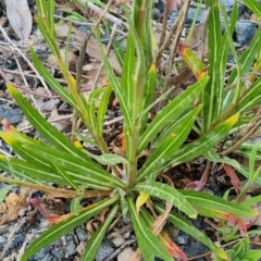 Oenothera stricta subsp. stricta at Jerrabomberra, ACT - 26 Sep 2023 05:20 PM