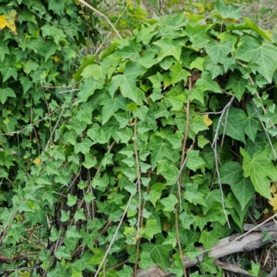 Hedera hibernica (Ivy) at Jerrabomberra, ACT - 26 Sep 2023 by Mike