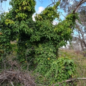 Hedera hibernica at Symonston, ACT - 26 Sep 2023