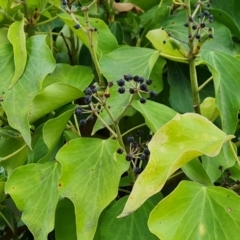 Hedera hibernica at Symonston, ACT - 26 Sep 2023