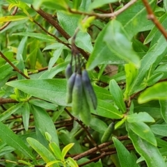 Billardiera heterophylla (Western Australian Bluebell Creeper) at Jerrabomberra, ACT - 26 Sep 2023 by Mike