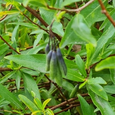 Billardiera heterophylla (Western Australian Bluebell Creeper) at Jerrabomberra, ACT - 26 Sep 2023 by Mike