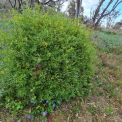 Billardiera heterophylla at Jerrabomberra, ACT - 26 Sep 2023 05:06 PM