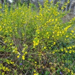 Jasminum mesnyi at Jerrabomberra, ACT - 26 Sep 2023