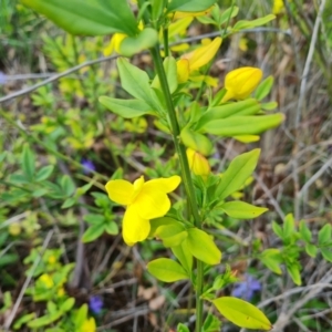 Jasminum mesnyi at Jerrabomberra, ACT - 26 Sep 2023