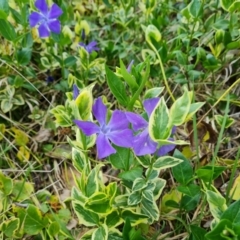 Vinca major (Blue Periwinkle) at Jerrabomberra, ACT - 26 Sep 2023 by Mike