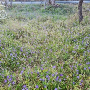 Vinca major at Jerrabomberra, ACT - 26 Sep 2023