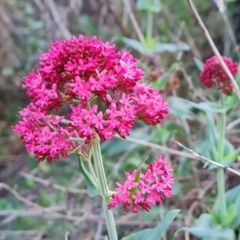 Centranthus ruber (Red Valerian, Kiss-me-quick, Jupiter's Beard) at Symonston, ACT - 26 Sep 2023 by Mike