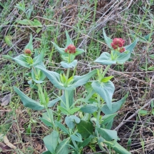 Centranthus ruber at Symonston, ACT - 26 Sep 2023