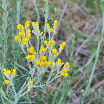 Chrysocephalum semipapposum (Clustered Everlasting) at Symonston, ACT - 26 Sep 2023 by Mike