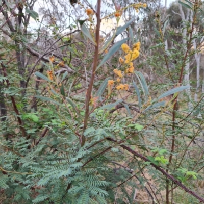 Acacia rubida (Red-stemmed Wattle, Red-leaved Wattle) at Mount Mugga Mugga - 26 Sep 2023 by Mike