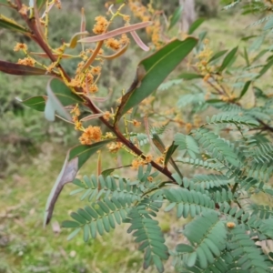 Acacia rubida at Symonston, ACT - 26 Sep 2023