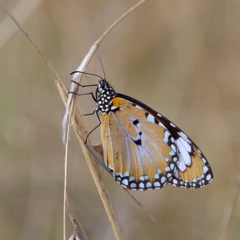 Danaus petilia (Lesser wanderer) at Higgins, ACT - 26 Sep 2023 by MichaelWenke