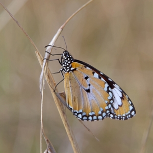 Danaus petilia at Higgins, ACT - 26 Sep 2023